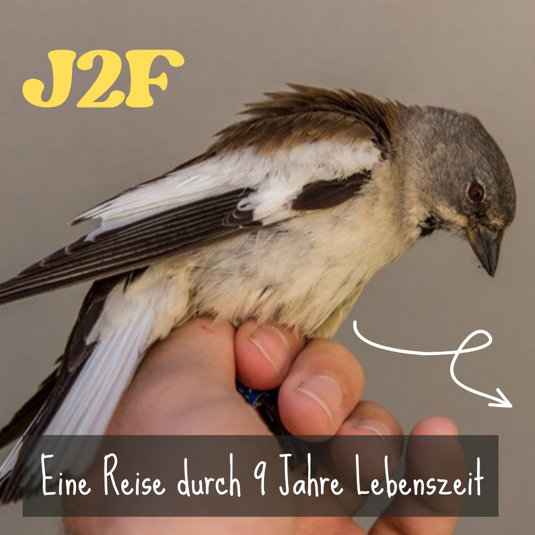 J2F (neuer Insta Beitrag)