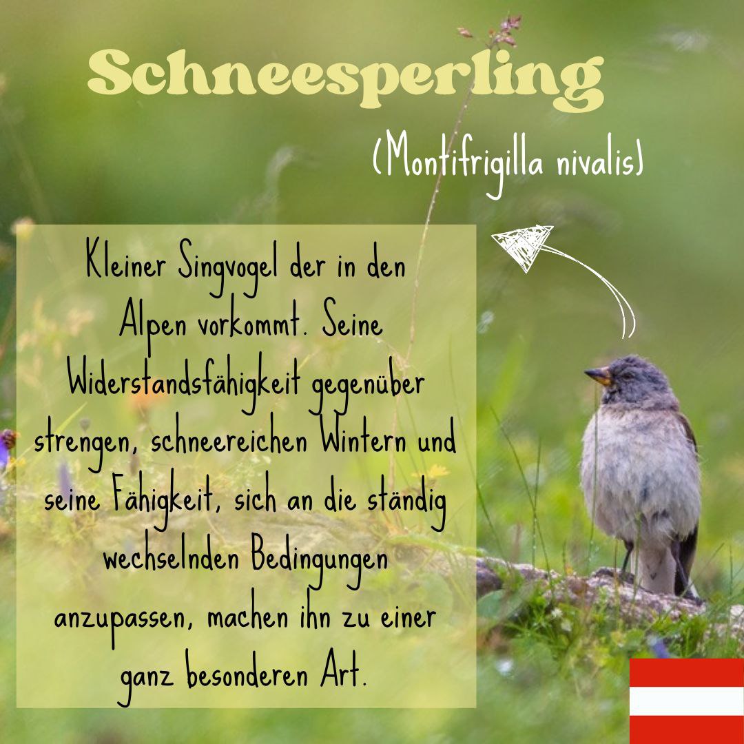 Infopost Schneesperling (neuer Insta Beitrag)
