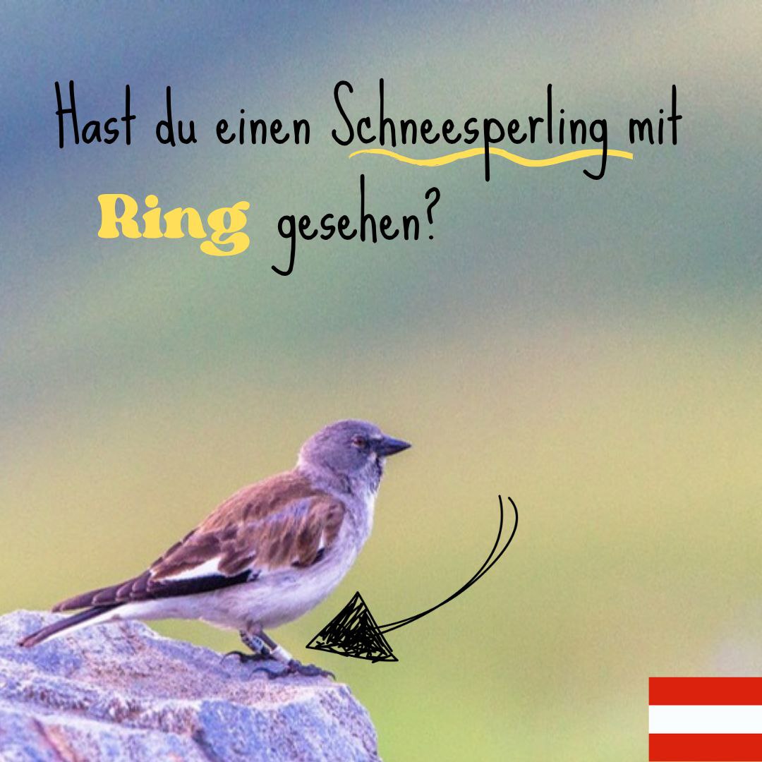 Ringfund Schneesperling (neuer Insta Beitrag