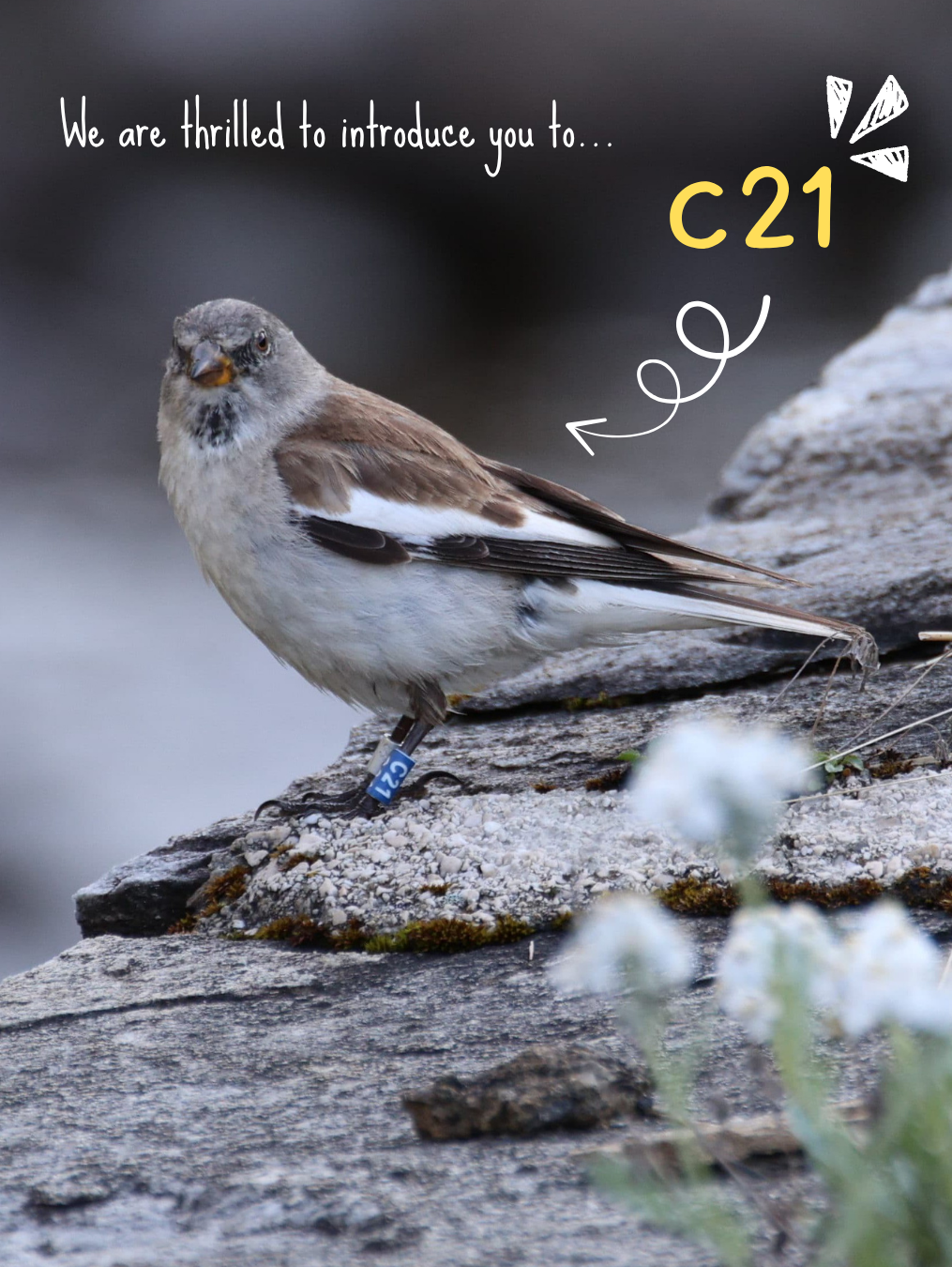 Wiederfund von C21 (neuer Insta Beitrag)