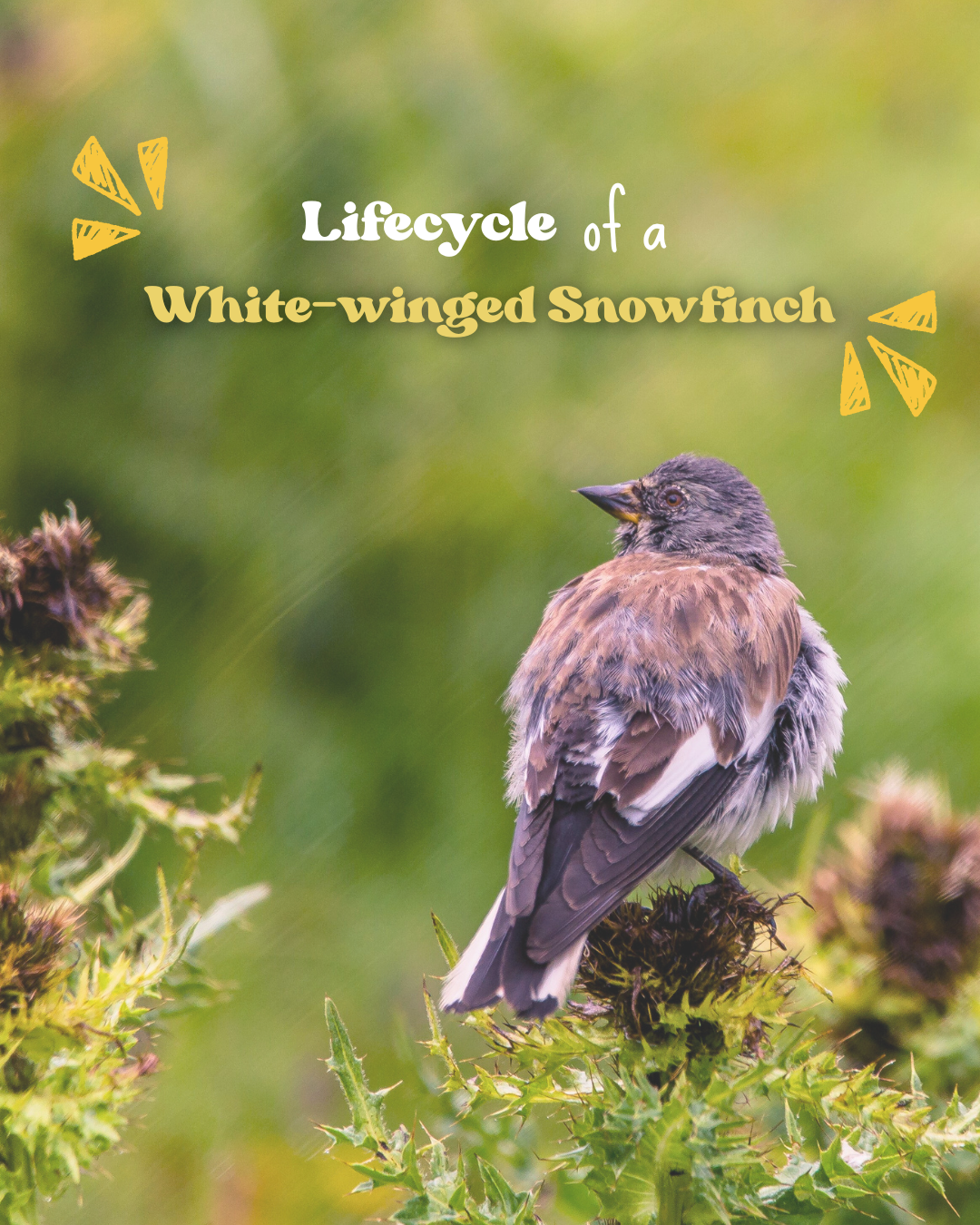 Lebenszyklus vom Schneesperling (neuer Insta Beitrag)