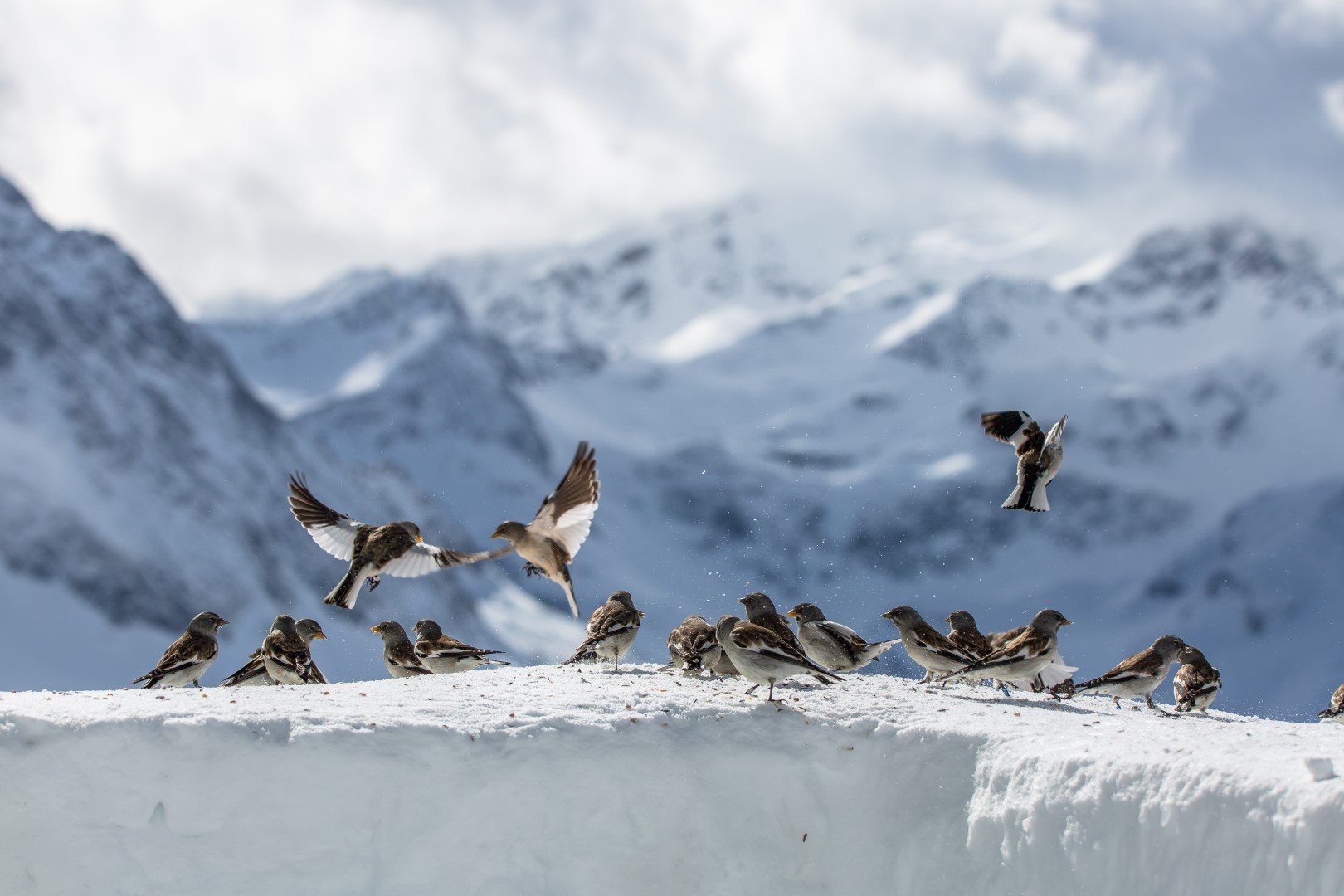 Aufruf zur Unterstützung bei Fang- und Beobachtungsaktionen von Schneesperlingen in Österreich im Winter 2025