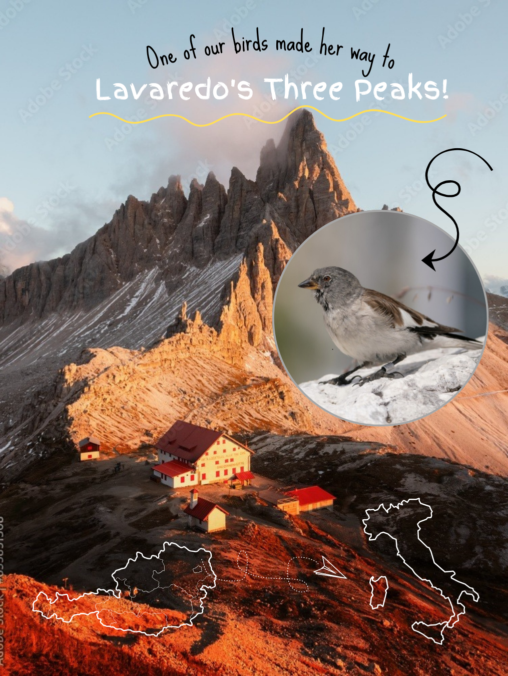 Erster Vogel in Italien (neuer Insta Beitrag)