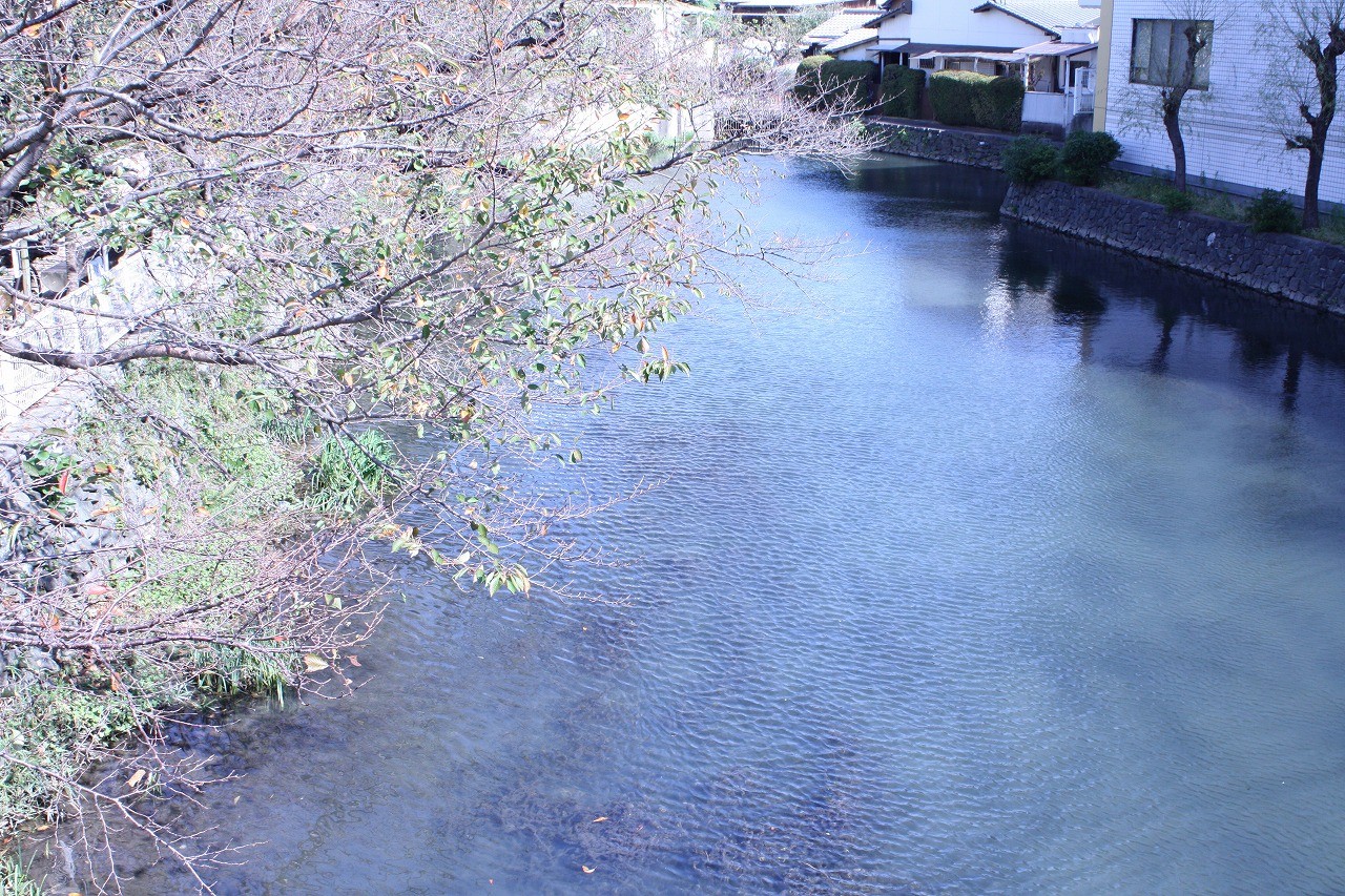 今現在の袋井用水水源地を橋の上から撮影した画像です。春になると桜が満開になります。