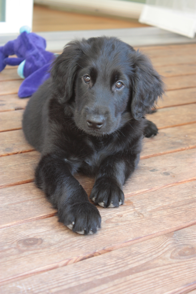 Fly (Sanibelbreeze Fly like an Eagle)