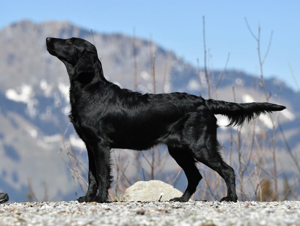 JIMA 7,5  Monate alt