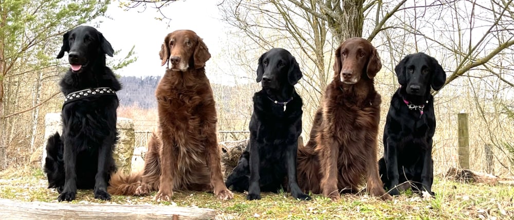                                                       Balou . Kiri. Paige. Brownie. Jima. 