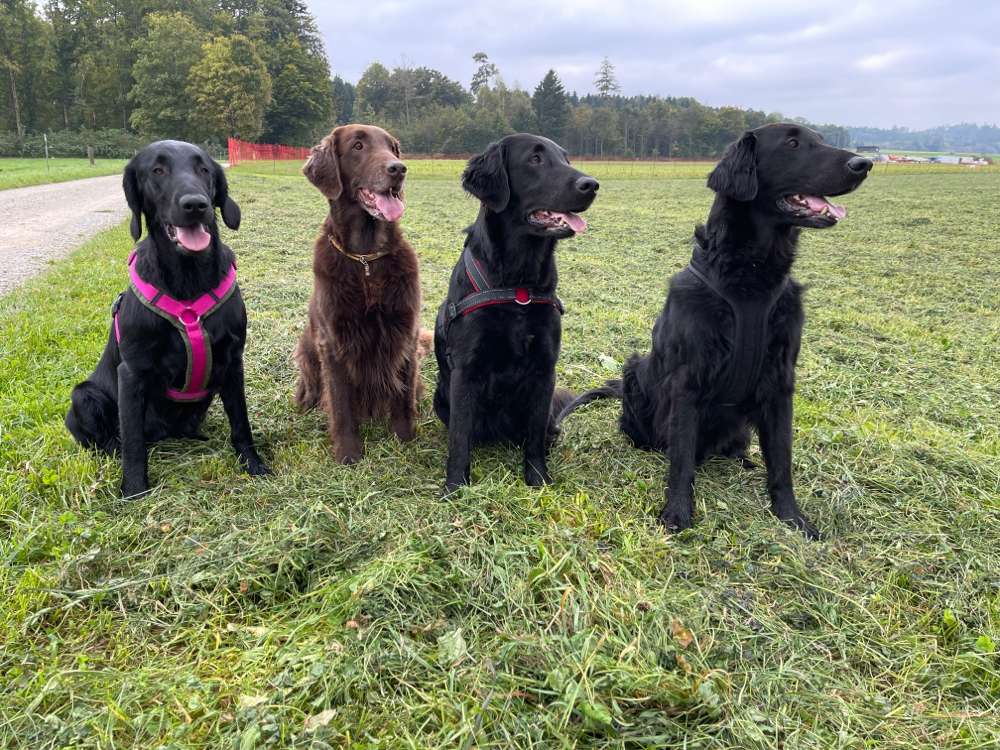 Jima  Brownie Paige Balou 