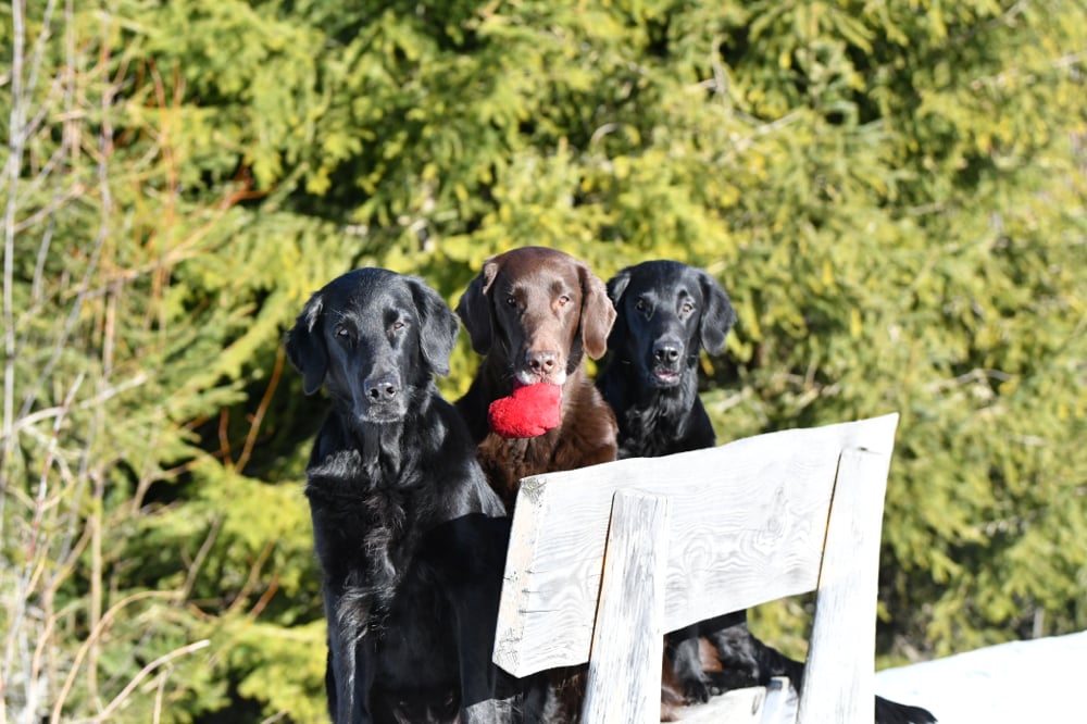 ❤️ Alles Gute zum Valentinstag ❤️