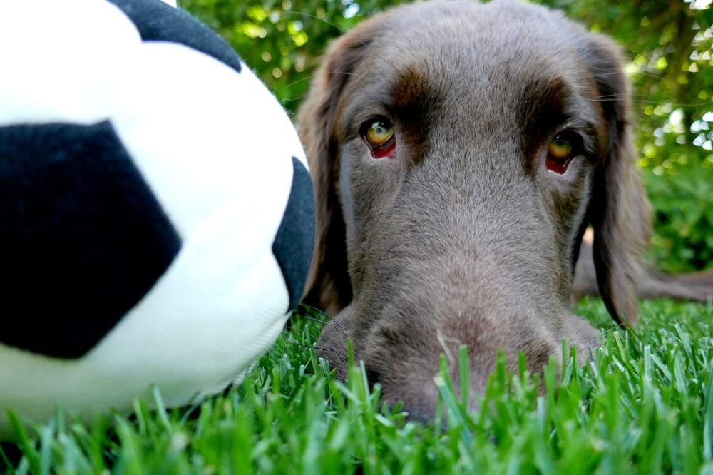 viele neue Bilder sind von den Sanibelbreezelern eingetroffen -herzlichen Dank für die Fotos 🤗
