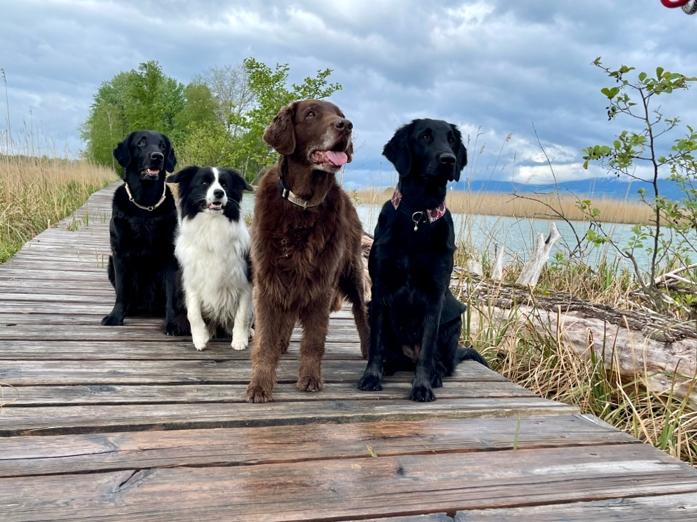 Paige Joy Brownie Veerle am Neuenburgersee 