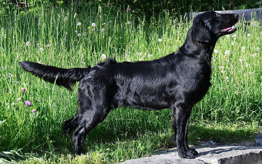 Jima ist 10 Monate alt 