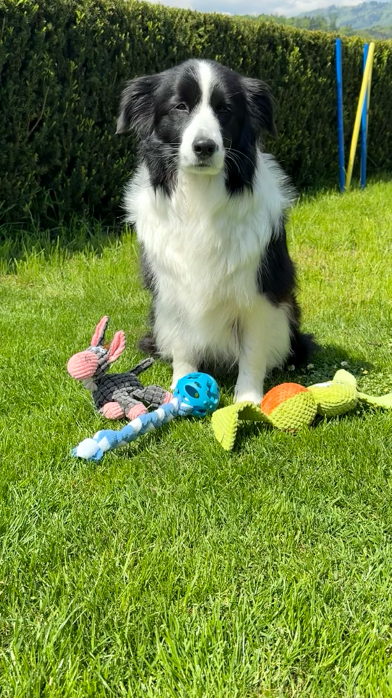 Ausbeute vom Agility 