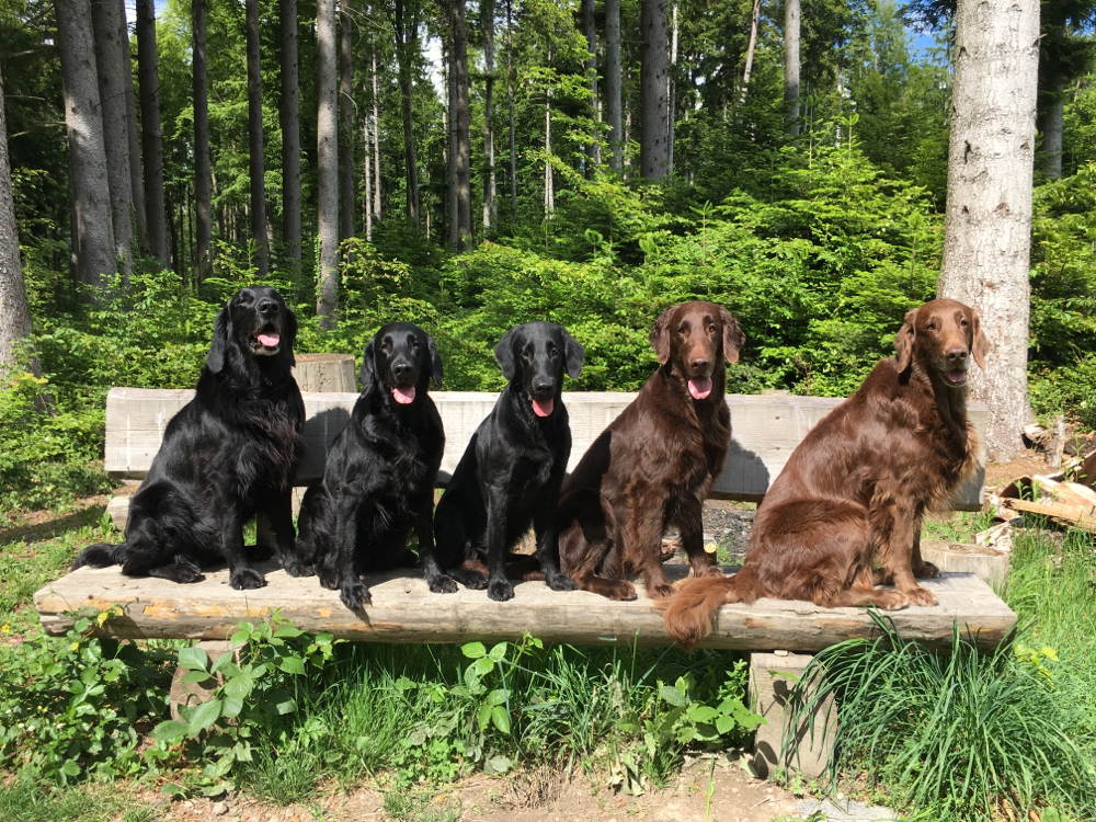 Tane Fée Paige Brownie Kiri 