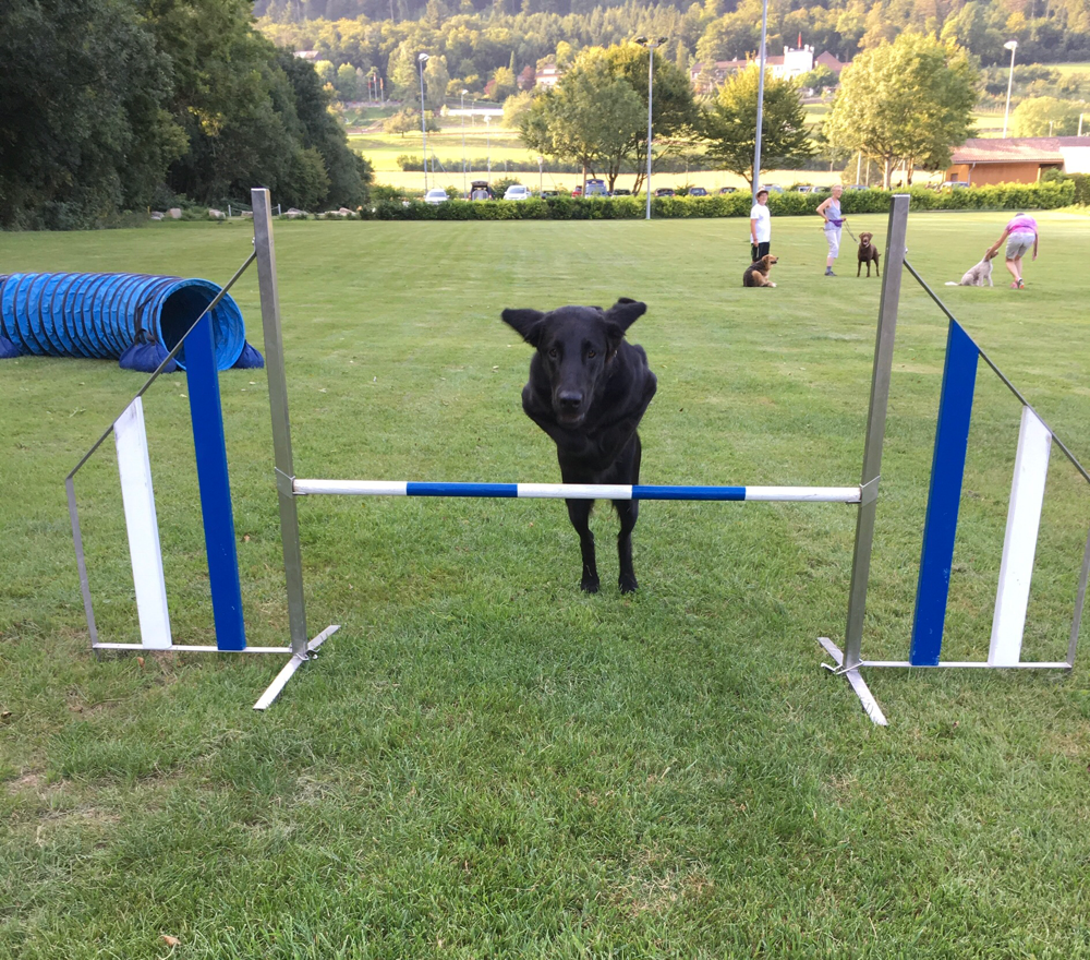 Paige voller Elan im Agility Training dabei 