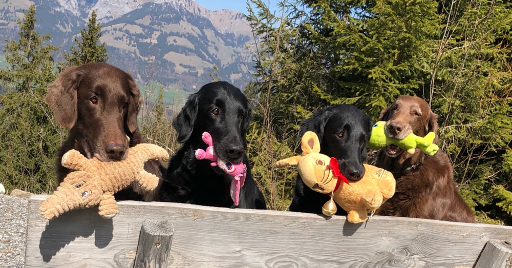 Brownie Fée Paige Kiri 