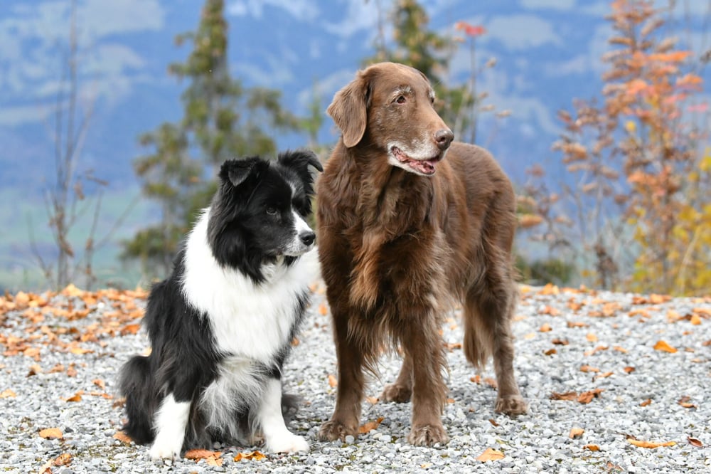 Die Super Oldies- Loa 16 Jahre und Kiri 13 Jahre und 9 Monate alt