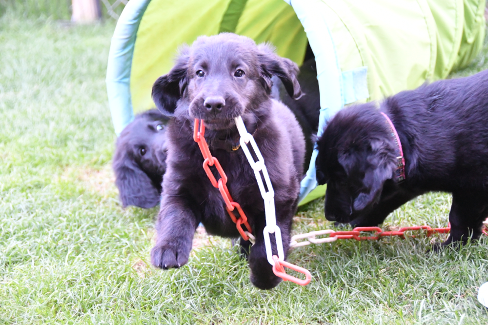 Sanibelbreeze Jelly Bean