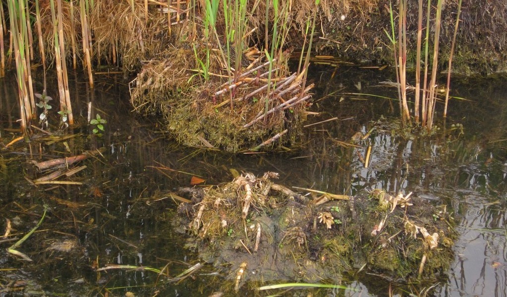 Die Biber reorganisieren den westlichen Teil des Weihers - dafür versetzten sie ganze Schilfgürtel