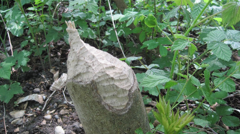 Gefällter Baum am westlichen Ufer