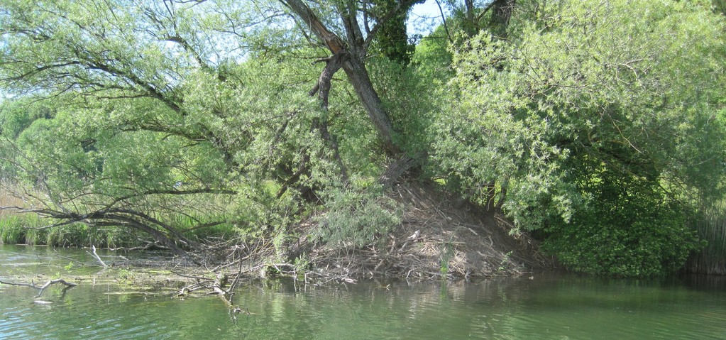 Die Zugänge zum Bau befinden sich unter Wasser und sind nicht sichtbar