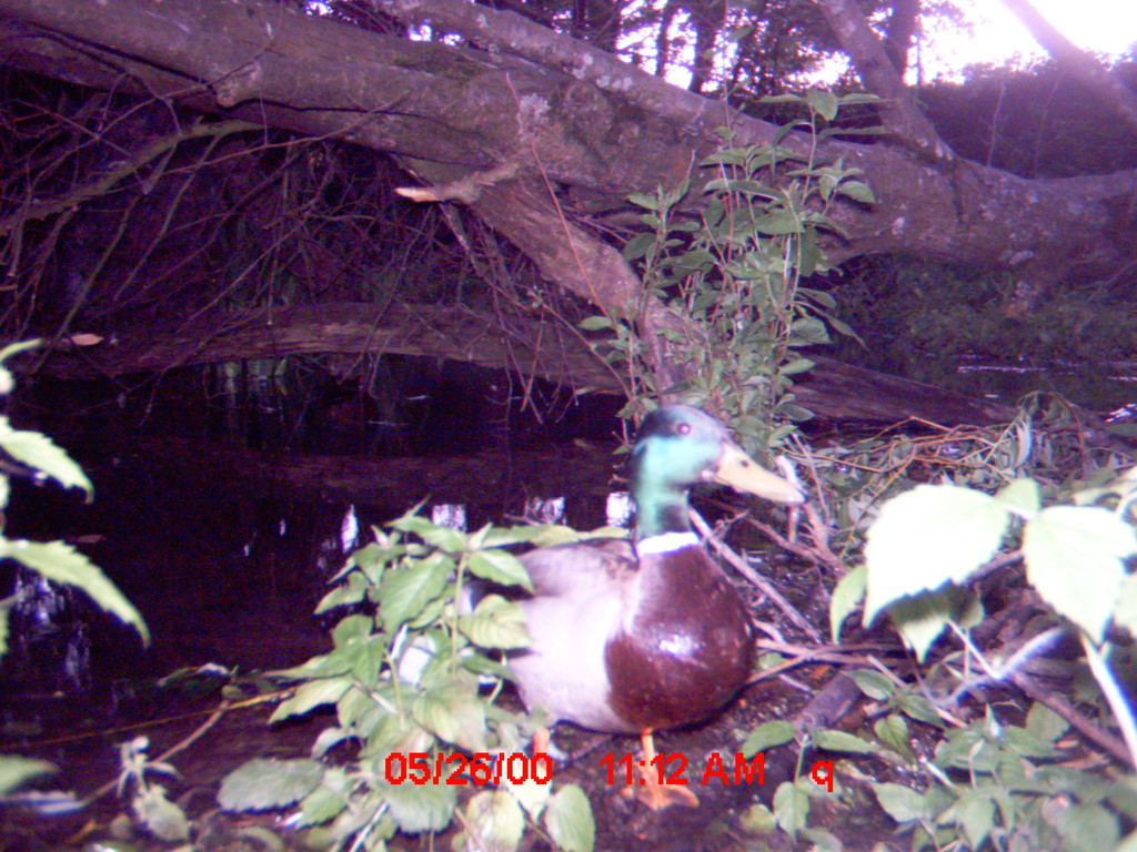 Unerwarteter Gast in der Fotofalle.