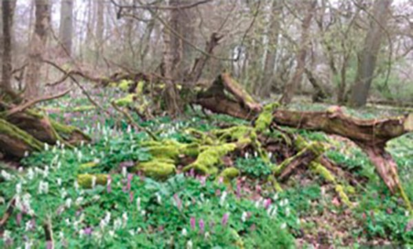 Waldexkursion der Grünen Liste mit Karl-Heinz Rengstorf