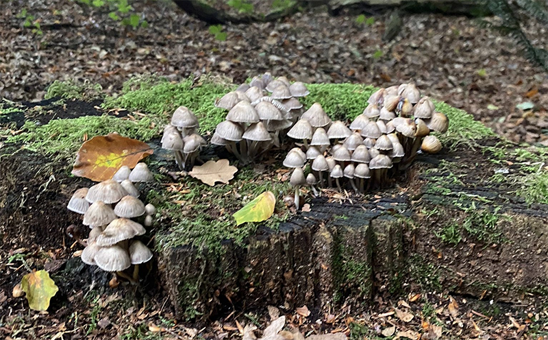 Exkursion im Adeligen Holze – Pilze im Wald