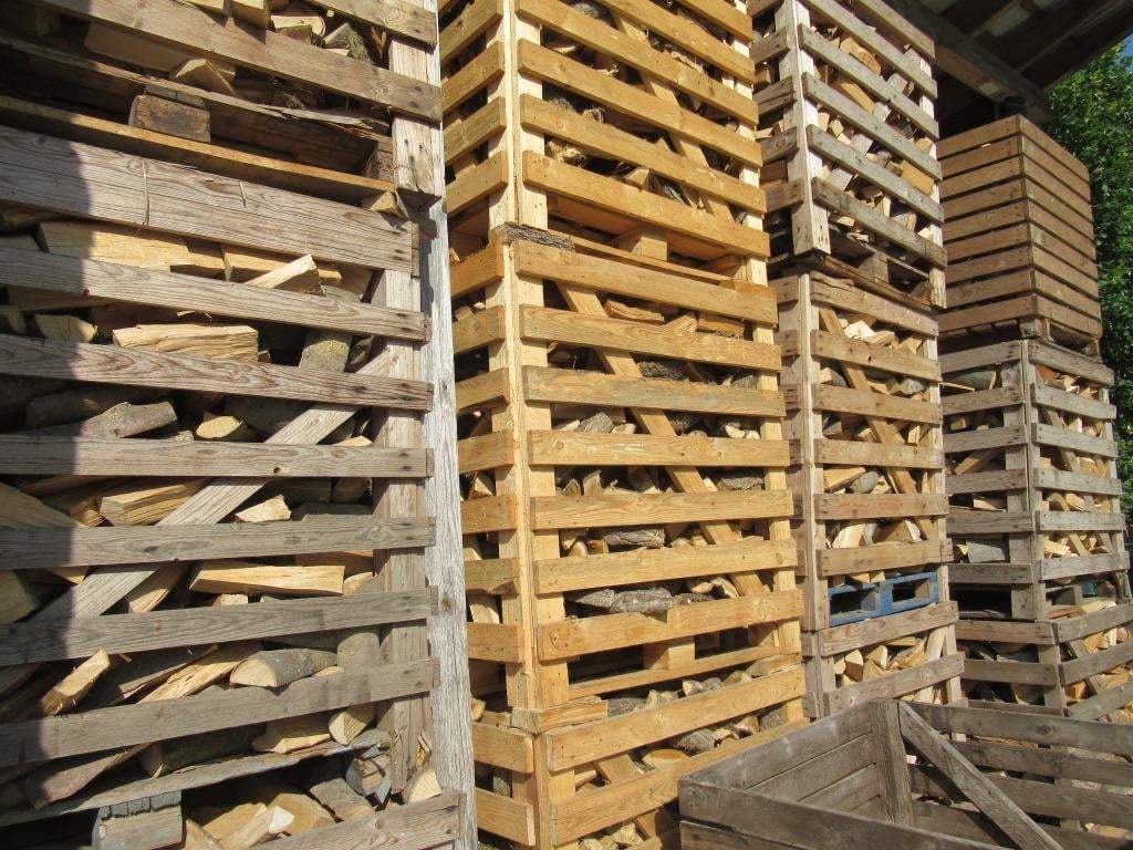 Birke, Buche und Eiche