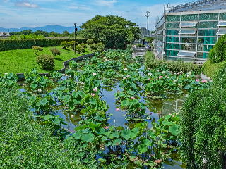 草津市水生植物公園　漣華の池及壁泉 (滋賀県草津市）