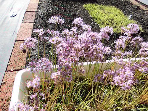 プリティピンク