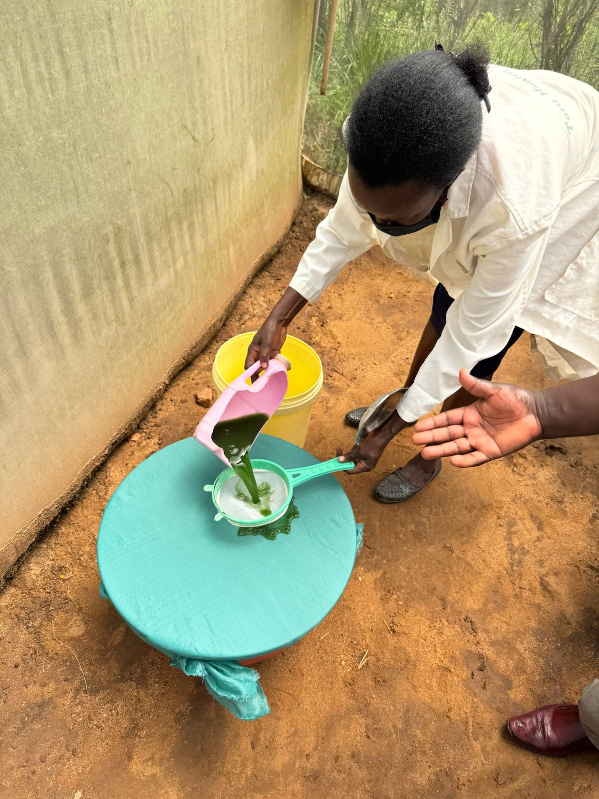 Spirulina wird gefiltert