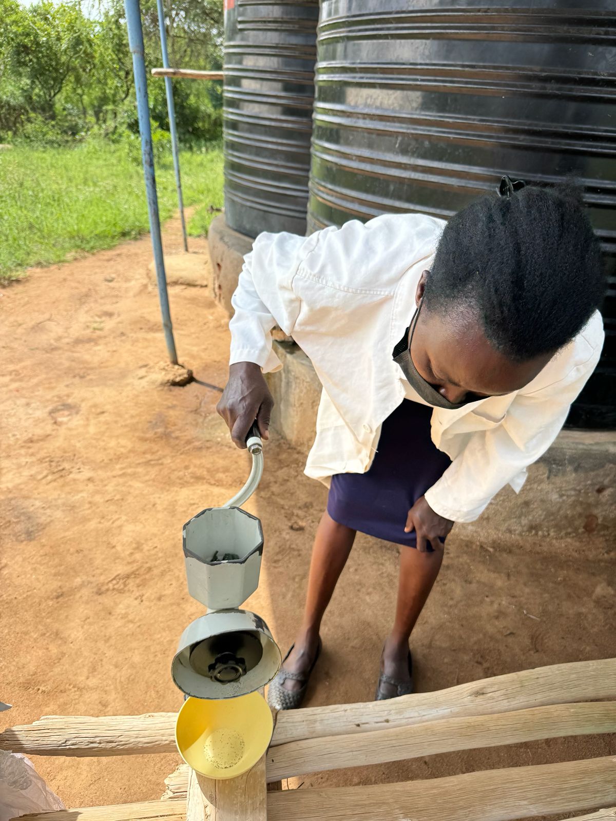 Getrocknetes Spirulina wird zermahlen