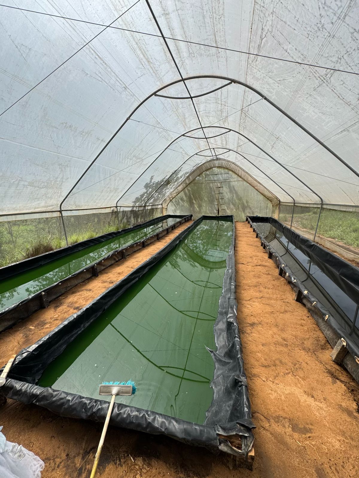 Spirulina Farm