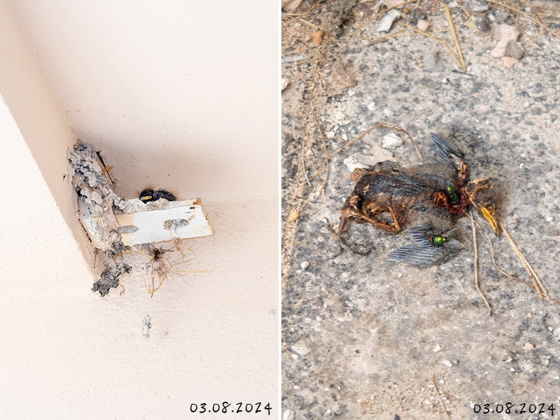 Zerstörtes Nest in der Hafnerstraße | Foto Thomas Juretzky