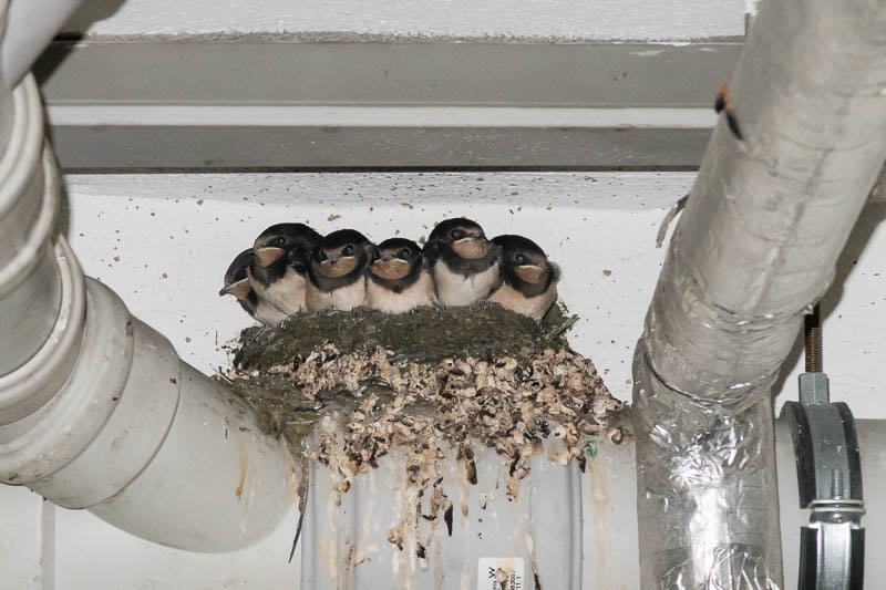 Sechs junge Rauchschwalben kurz vor ihrem ersten Ausflug (Foto: Juretzky)