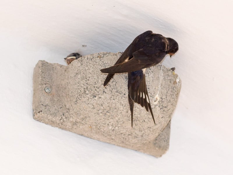 Besetzes Kunstnest beim Aran (Foto: Juretzky)