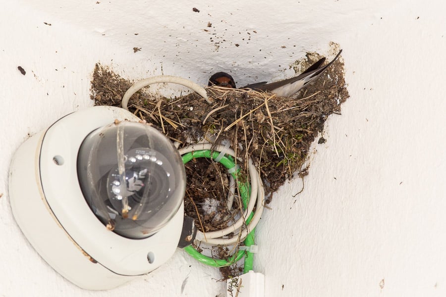 Neues Nest beim Flötzinger (Foto: Juretzky)