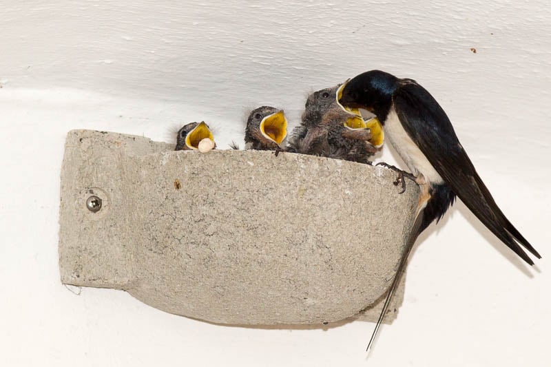 Neues Kunstnest beim Flötzinger (Foto: Juretzky)