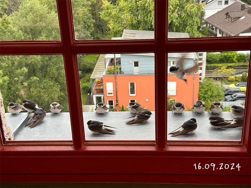 Ausgehungerte, entkräftete Schwalben am Turm der Kunstmühle | Foto Sebastian Maier