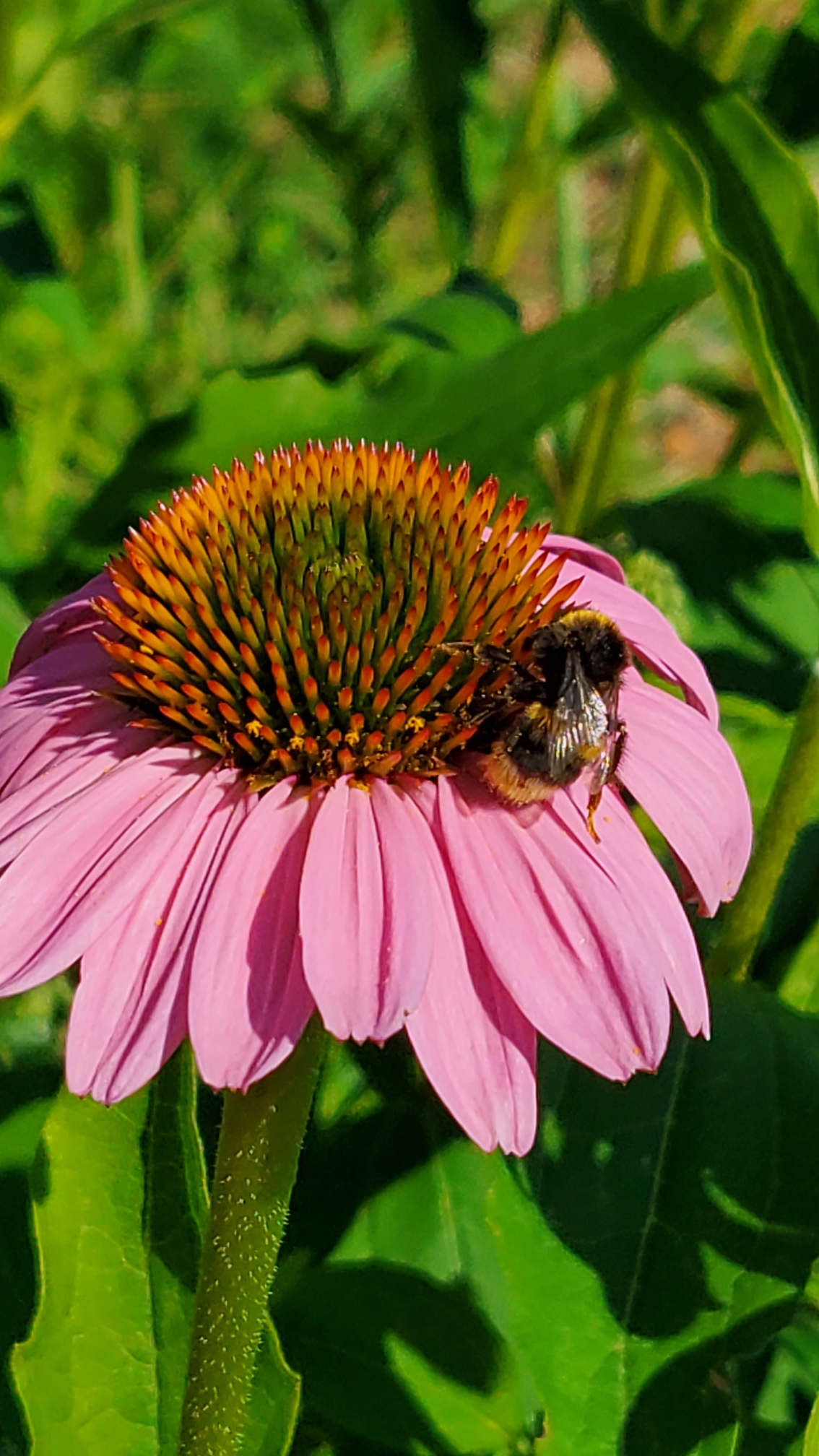 Sonnenhut, Echinacea in unserem Garten
