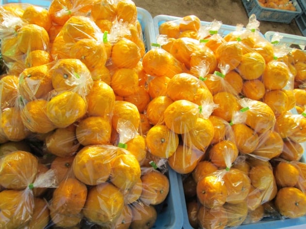 箕面名産の柚子がこんなに！