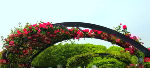 万博記念公園 ローズフェスタ