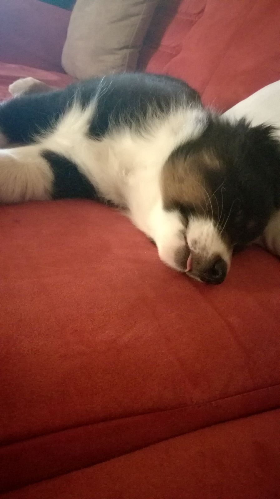 Sam hat heute auch schon seine 3 Freunde die "Katzen" kennen gelernt und jetzt nur mehr schlafen.