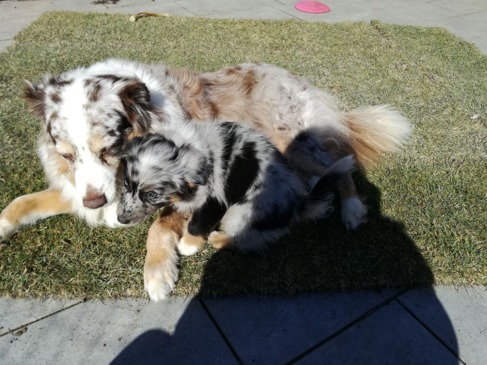 Cara mit ihrer neuen Freundin und Mitbewohnerin Fairy beim Kuscheln :-)