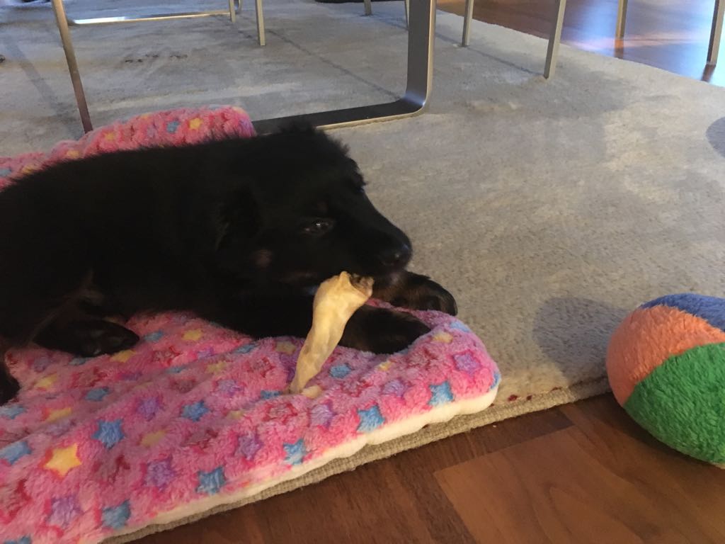 Ciak genießt sein Lammohr!