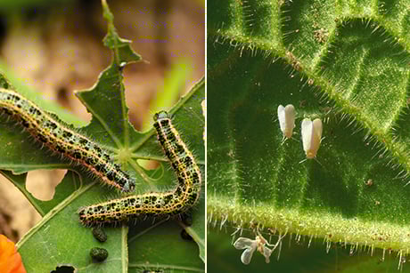Schutz im Hausgarten ohne Chemie dank dem VOWE-Netz