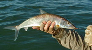 San Diego Bay fly fishing bonefish