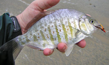 san diego surfzone fly rod caught surf perch