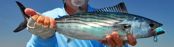 Bonito caught fly fishing off La Jolla